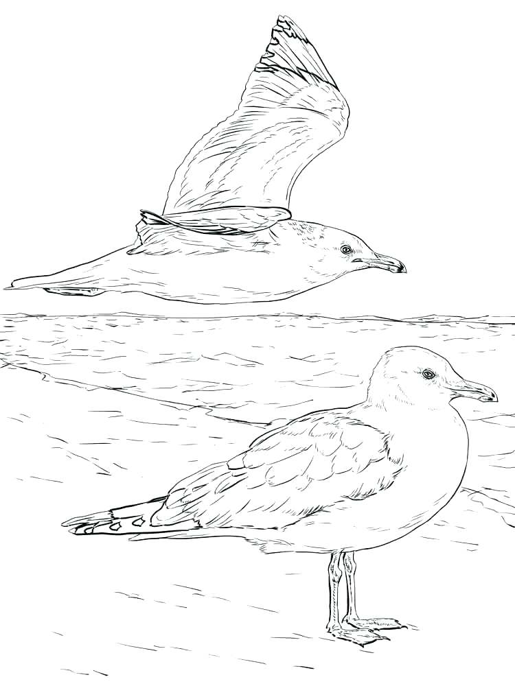 750x1000 Seagull Coloring Page Seagull And Beautiful Flower Coloring Page