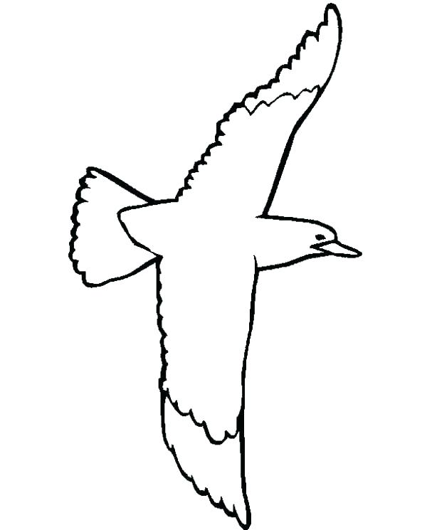 600x745 Seagull Coloring Page Seagulls Birds Coloring Pages Seagull