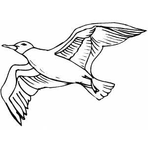 300x300 Seagull Coloring Sheet