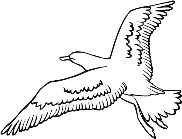 600x457 Seagull Image Coloring Page
