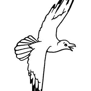300x300 Seagull Sleeping Coloring Page Kids Play Color For Use