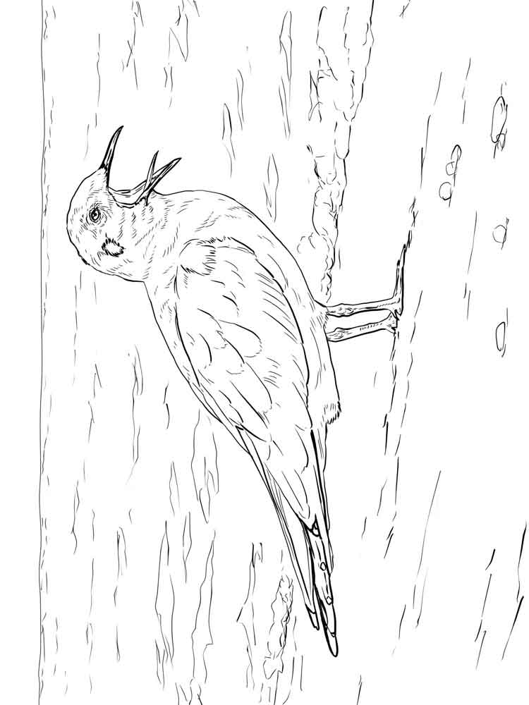 750x1000 Seagull Coloring Pages Download And Print Seagull Coloring Pages