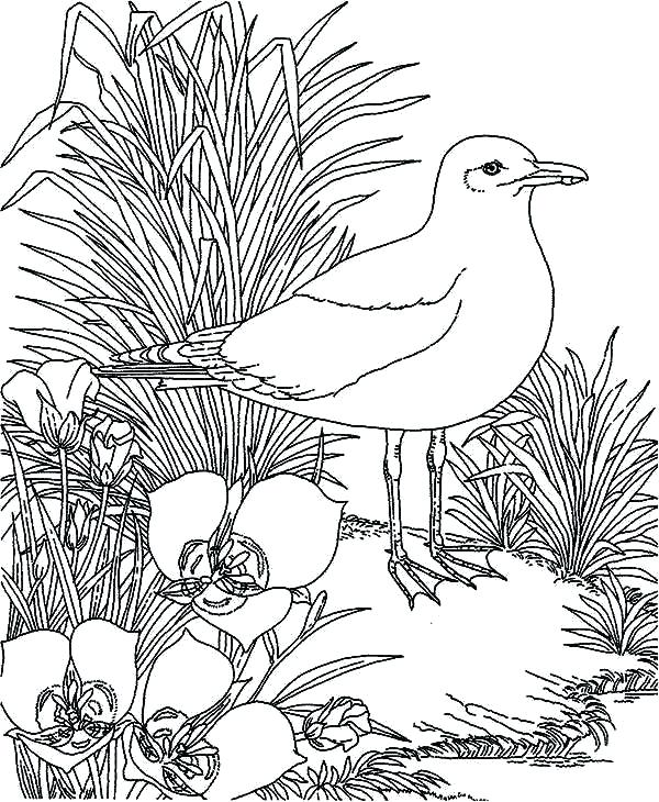 600x730 Seagull Coloring Page
