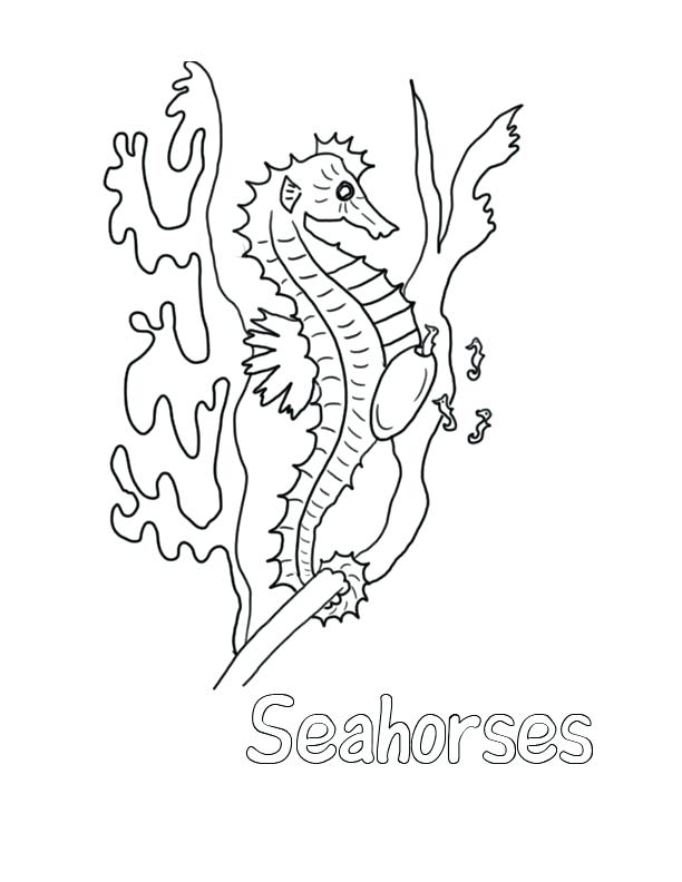 612x792 Sea Horse Coloring Pages Seahorse Coloring Pages For Kids Seahorse
