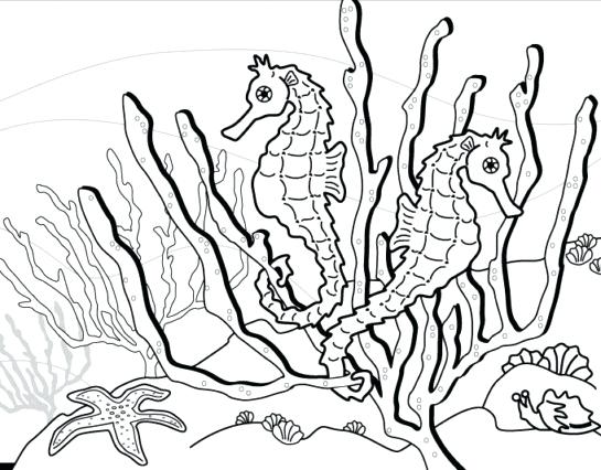 545x426 Seahorse Coloring Pages To Print Sea Horse Seahorses Download