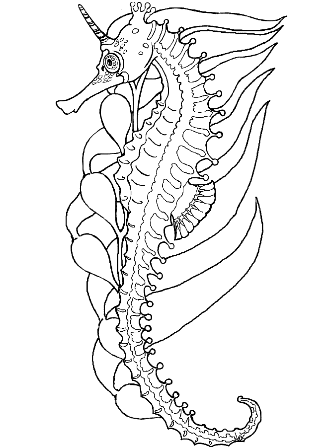 670x900 Seahorse Coloring Pages