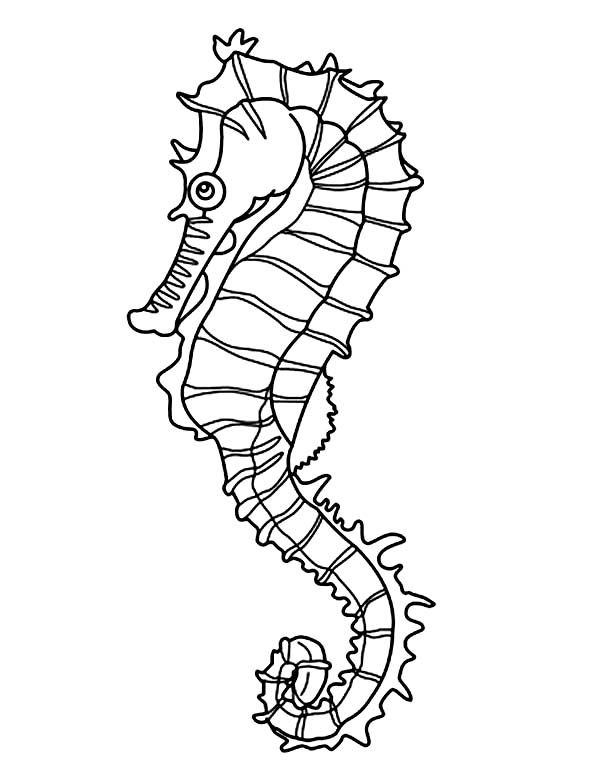 600x775 Printable Seahorse Coloring Pages Coloring Me