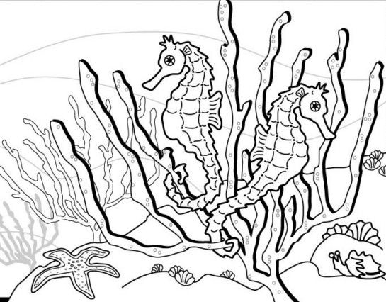 545x426 Seahorse Coloring Pages Seahorse Unit Study Zentangle