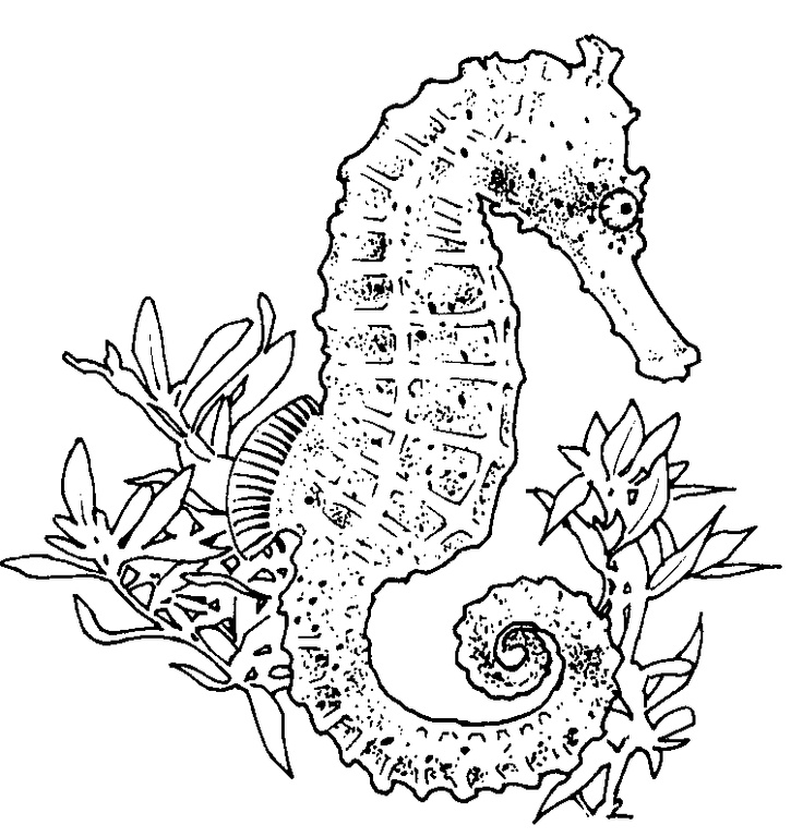 736x768 Seahorse Coloring Pages To Download And Print For Free