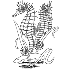 230x230 Top Free Printable Seahorse Coloring Pages Online