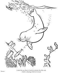 236x291 Monk Seal Swimming Underwater Coloring Page Heart Smiles