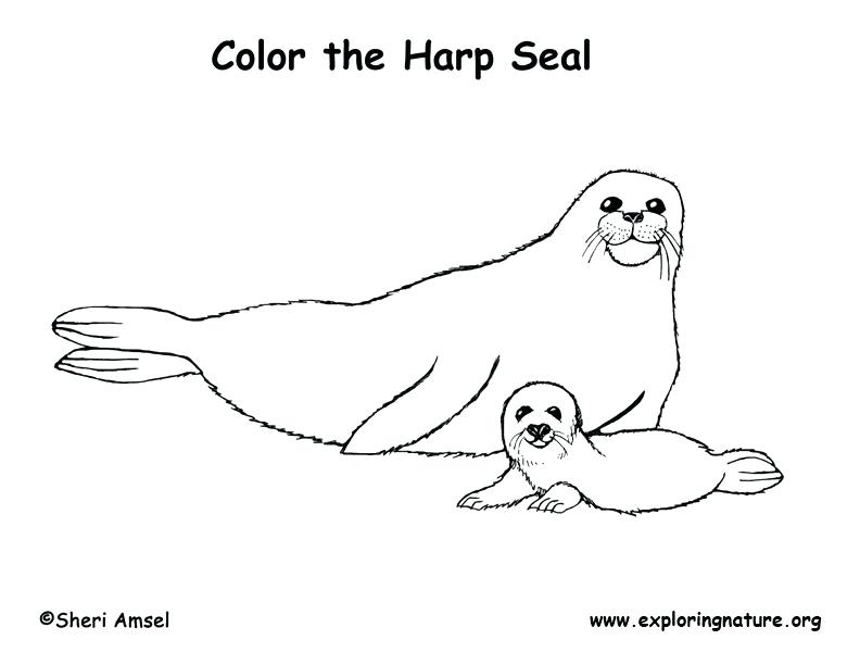 792x612 Seal Coloring Page Coloring Pages Seals Coloring Pages Seals