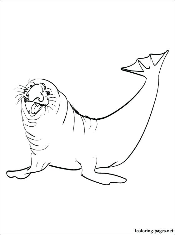 560x750 Seal Coloring Page Coloring Picture Elephant Seal Seal Coloring