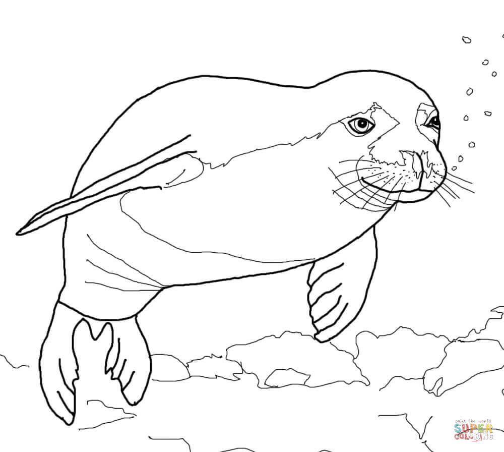 1000x896 Seal Coloring Pages Printable Coloring Pages