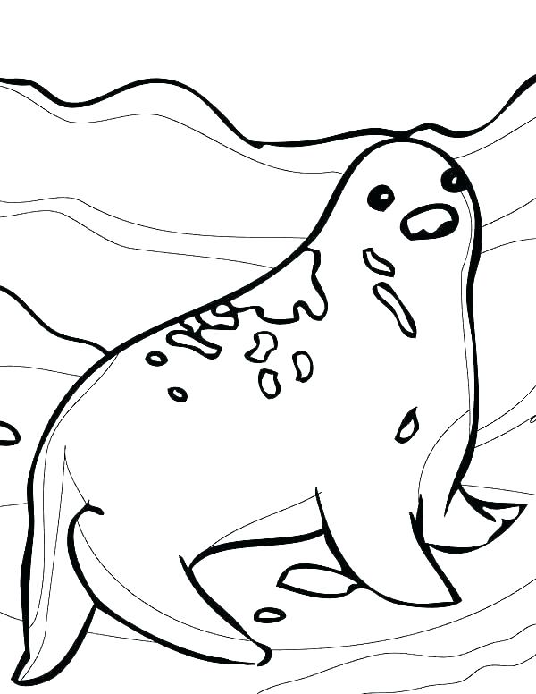 600x776 Seal Coloring Pages Arctic Animals Coloring Pages Seal Coloring