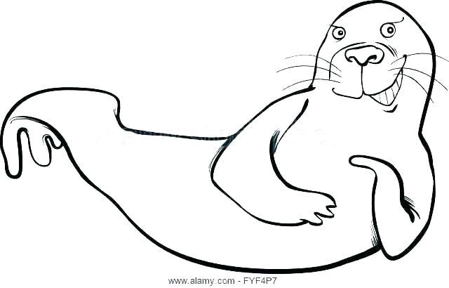 640x410 Seal Coloring Pages Baby Harp Seal Ng Pages Arctic Animals Fresh