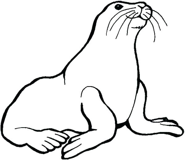 600x519 Seal Coloring Pages Seal Coloring Pages Preschool Kids Love Animal