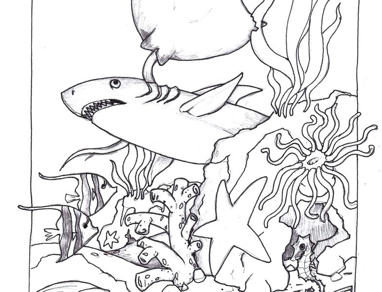 785x600 Lost Ocean Pictures Colored Marine Coloring Pages Animal Animals
