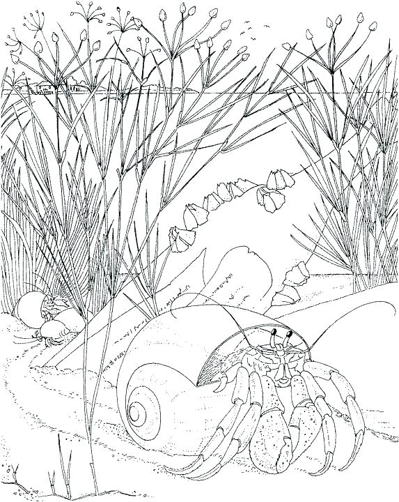 573x720 Seaweed Coloring Pages Printable Ocean Coloring Pages Free