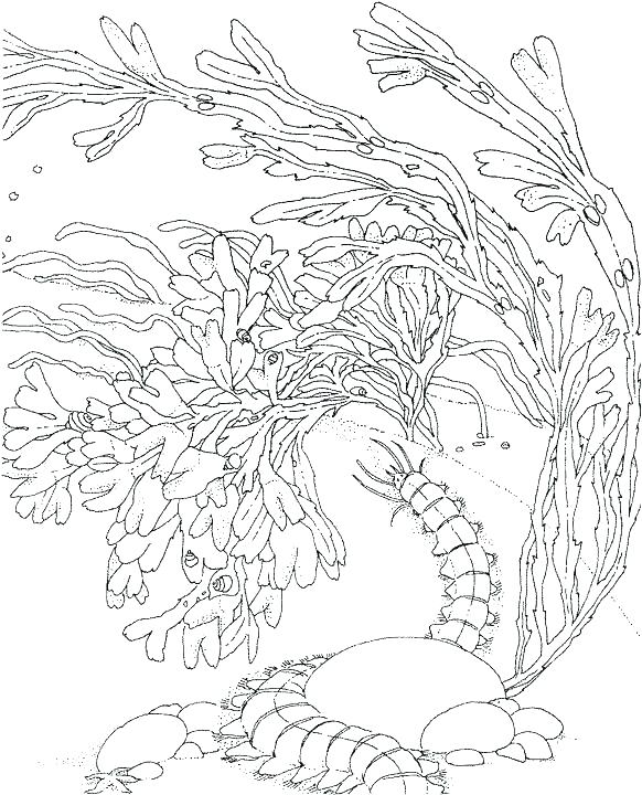 582x720 Coral Reef Coloring Pictures Printable Coloring Coral Coloring