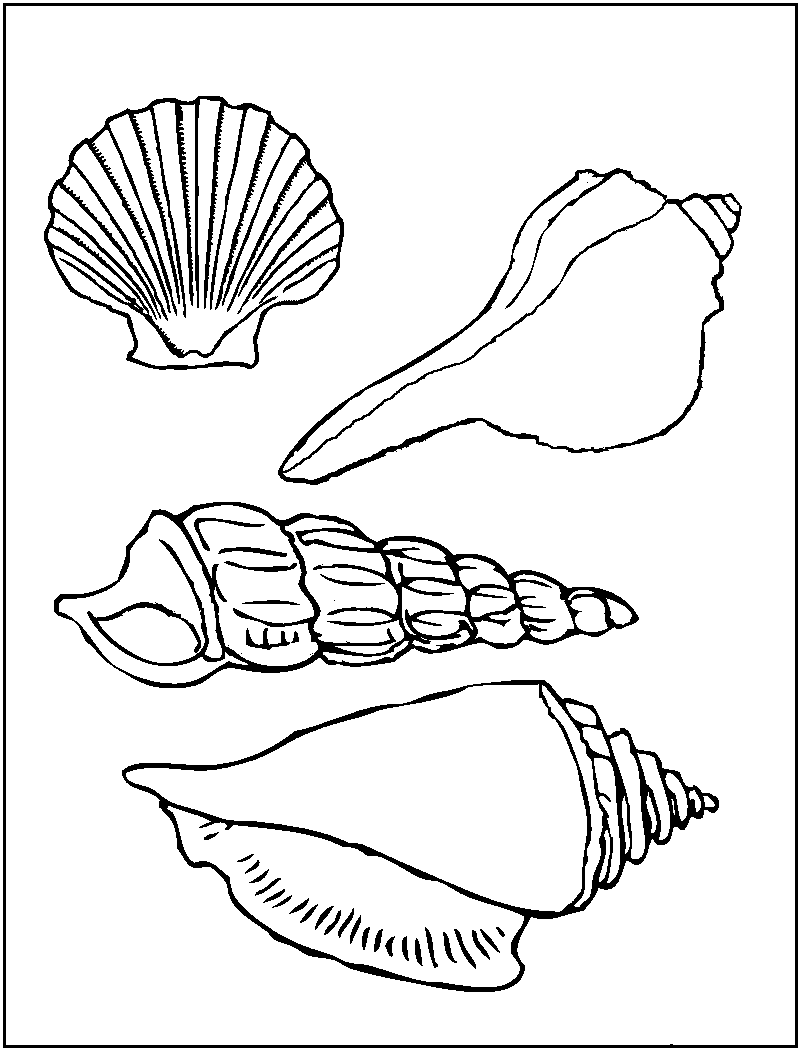 800x1050 Seashell Coloring Pages