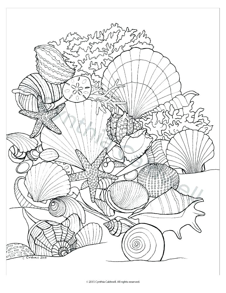 773x1000 Seashell Coloring Pages Seashell Coloring Page Seashells Coloring