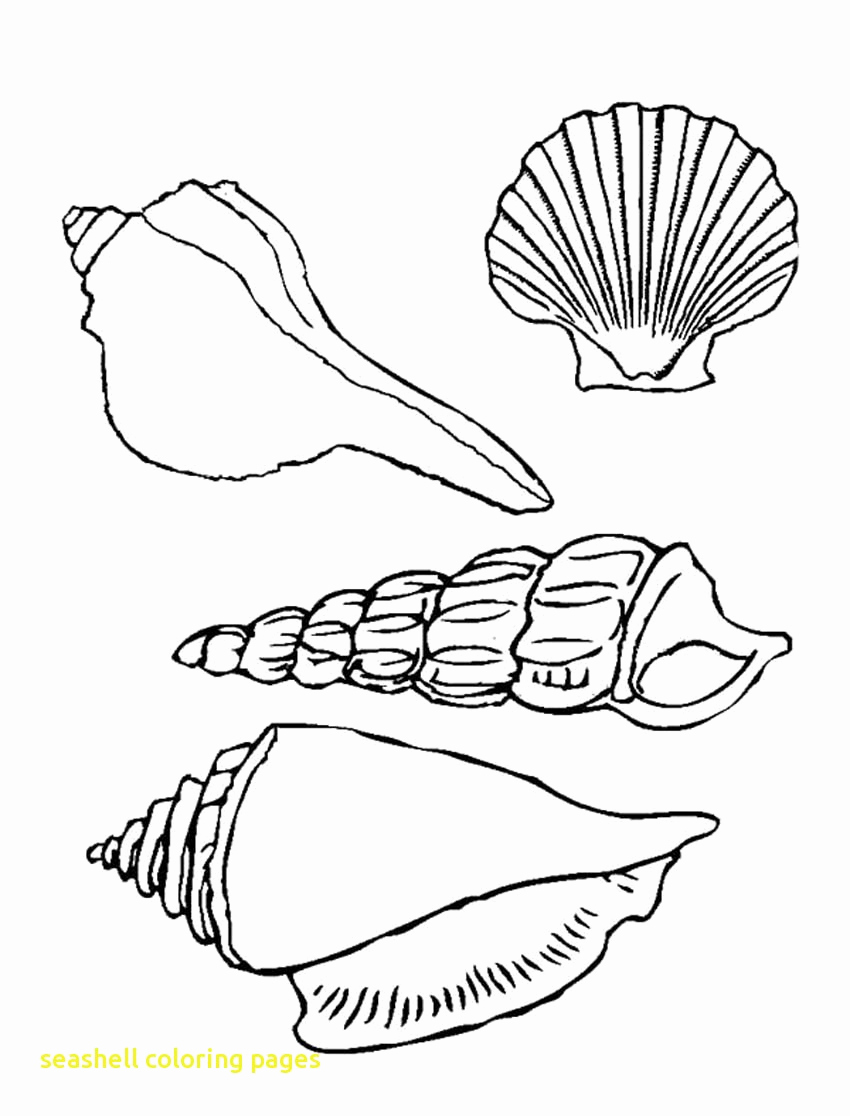 850x1116 Seashells Coloring Pages Paso Evolist Seashell Coloring Pages