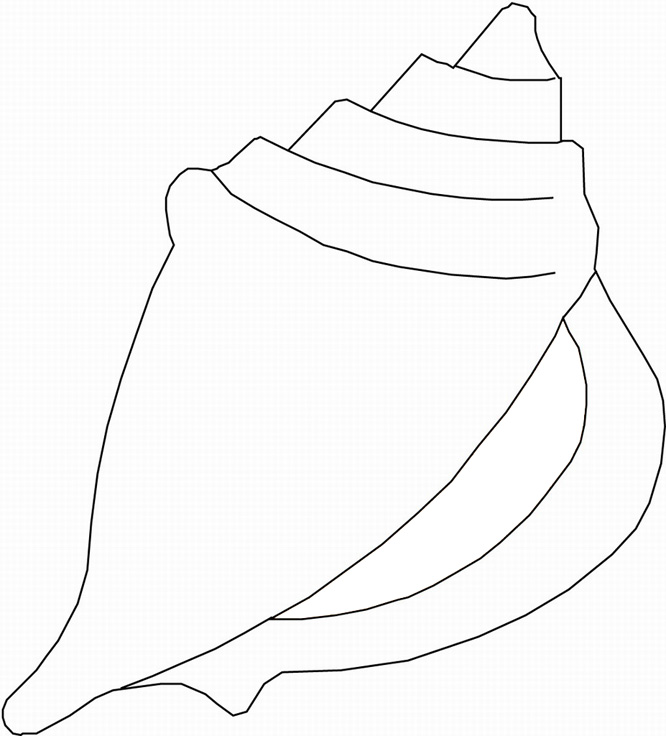 666x736 Printable Pictures Of Sea Shells Seashell Coloring Page Twisty