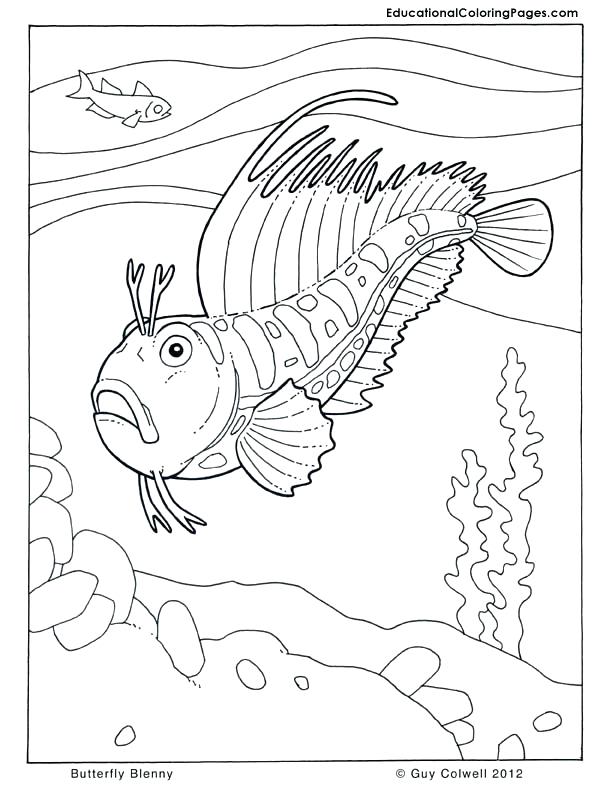 612x792 Seashore Life Coloring Book Also Fish Coloring Pages Coloring