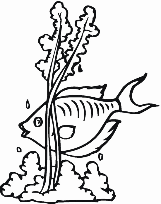 550x696 Seaweed Coloring Pages Photos Fish And Seaweed Coloring Pages