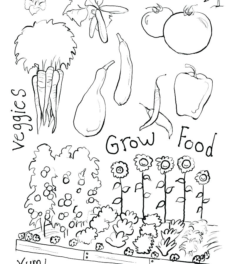 800x900 Garden Coloring Page Vegetable Garden Coloring Pages Best Garden