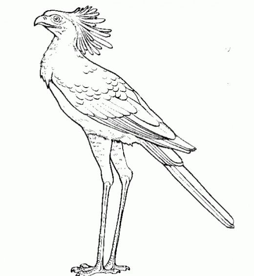 520x564 Secretary Bird