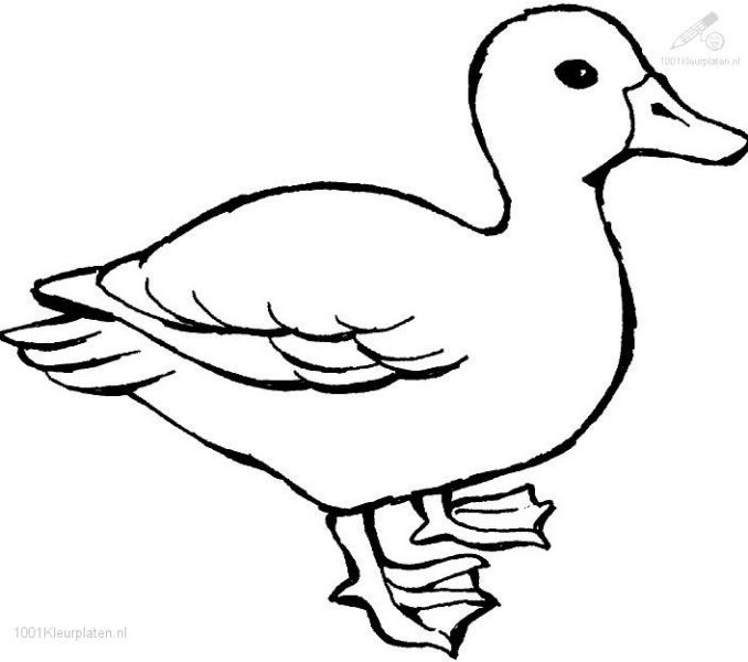 678x600 Duck Color Sheet Duck Coloring Page Coloring Page Duck Accidental