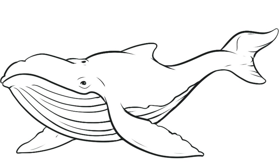 970x569 Shamu Coloring Pages Large Size Of Coloring Coloring Pages Cute