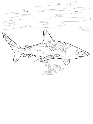 360x480 Coloring Page Shark Great White Shark Shark Tale Coloring Pages