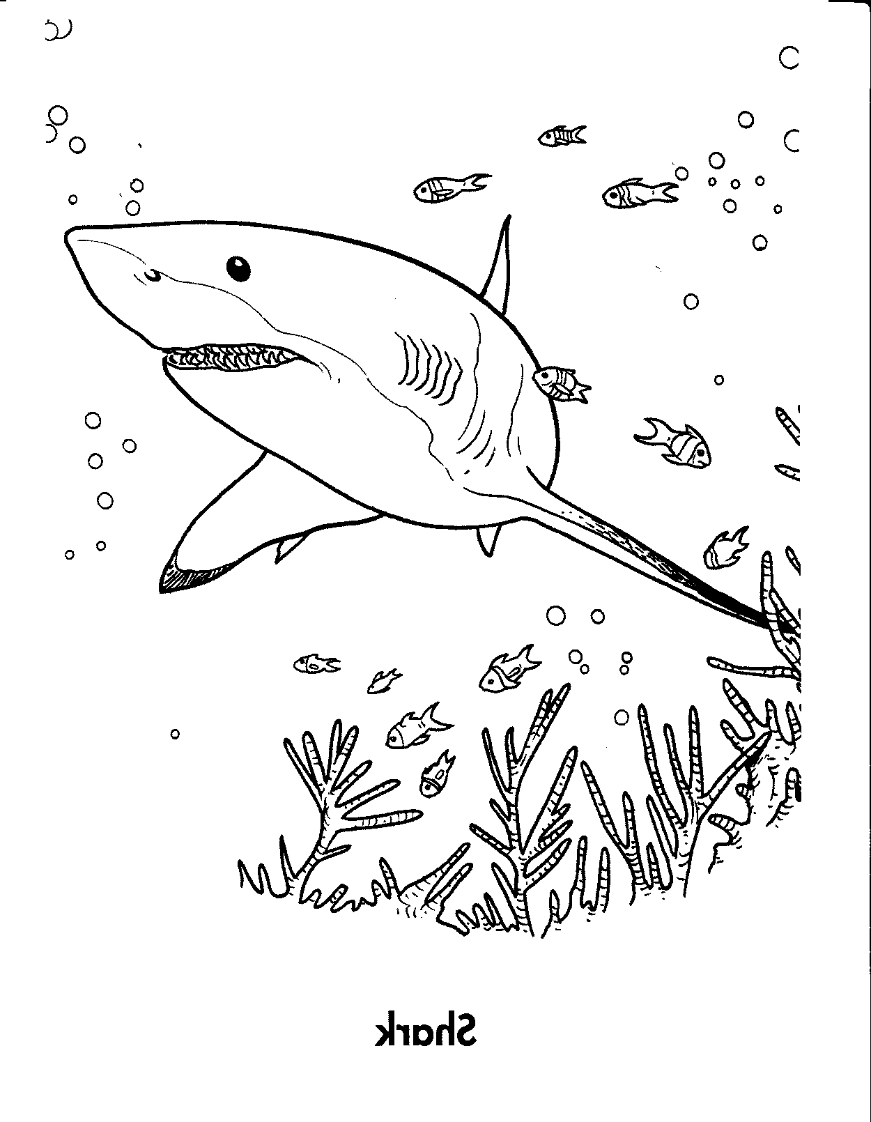 Tiger Shark Coloring Pages Realistic Coloring Pages