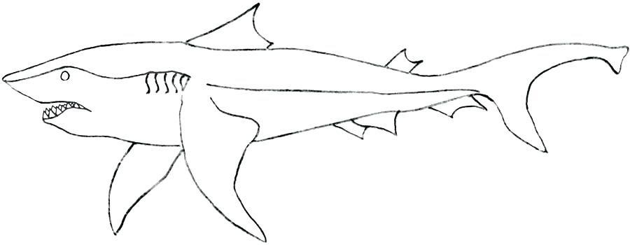 900x350 Megalodon Shark Coloring Pages Shark Coloring Pages Coloring Pages