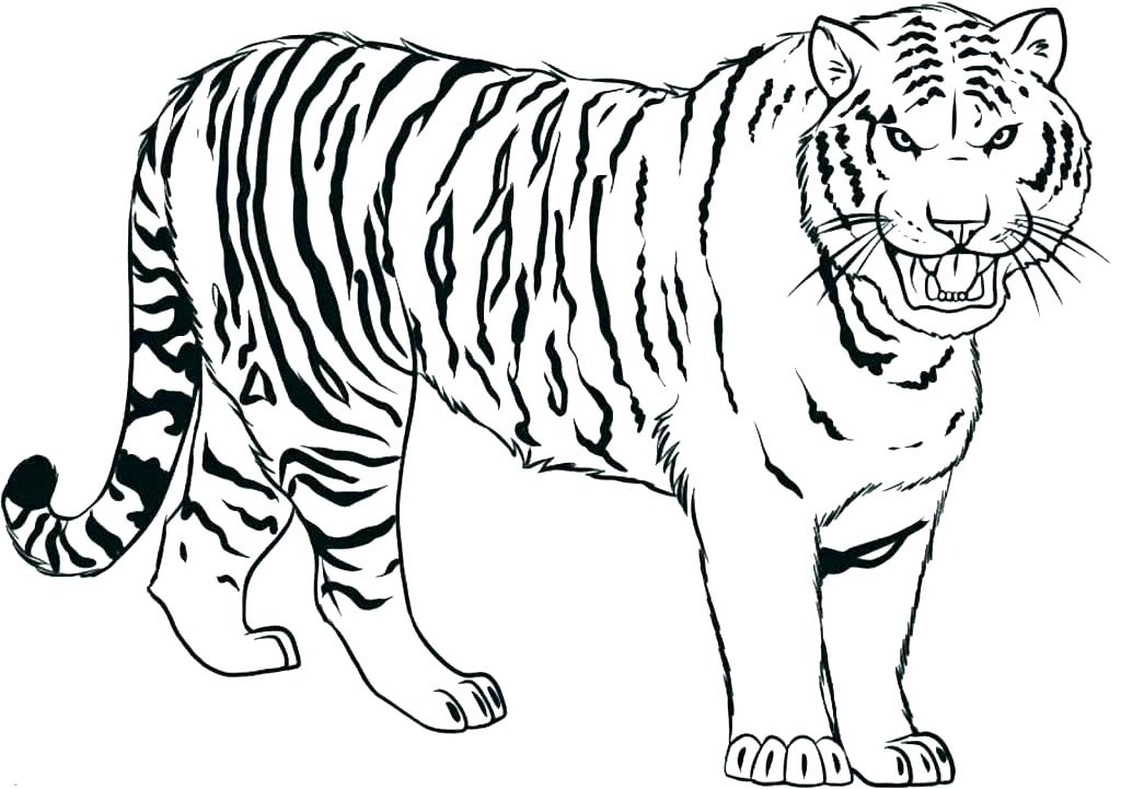 1024x721 Shark Coloring Pages Printable Free Shark Coloring Pages Tiger