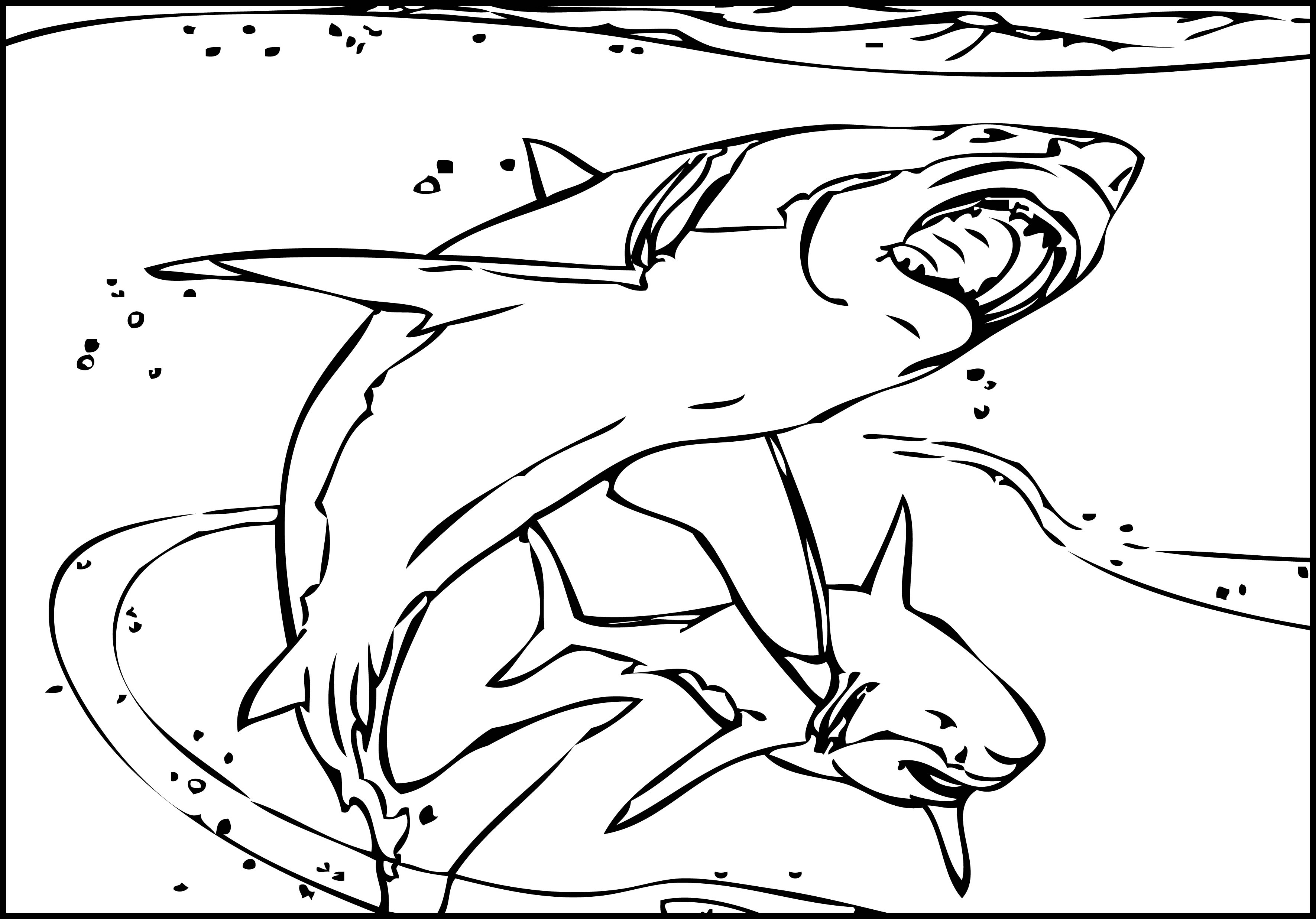 3542x2474 Sharks Coloring Pages