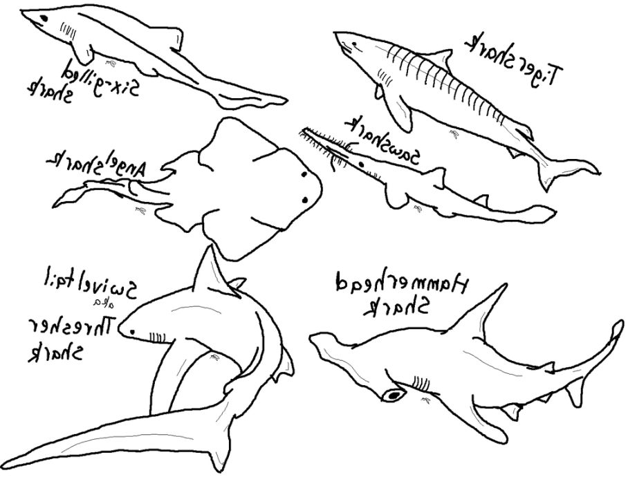 Shark Coloring Pages For Preschoolers at GetDrawings | Free download