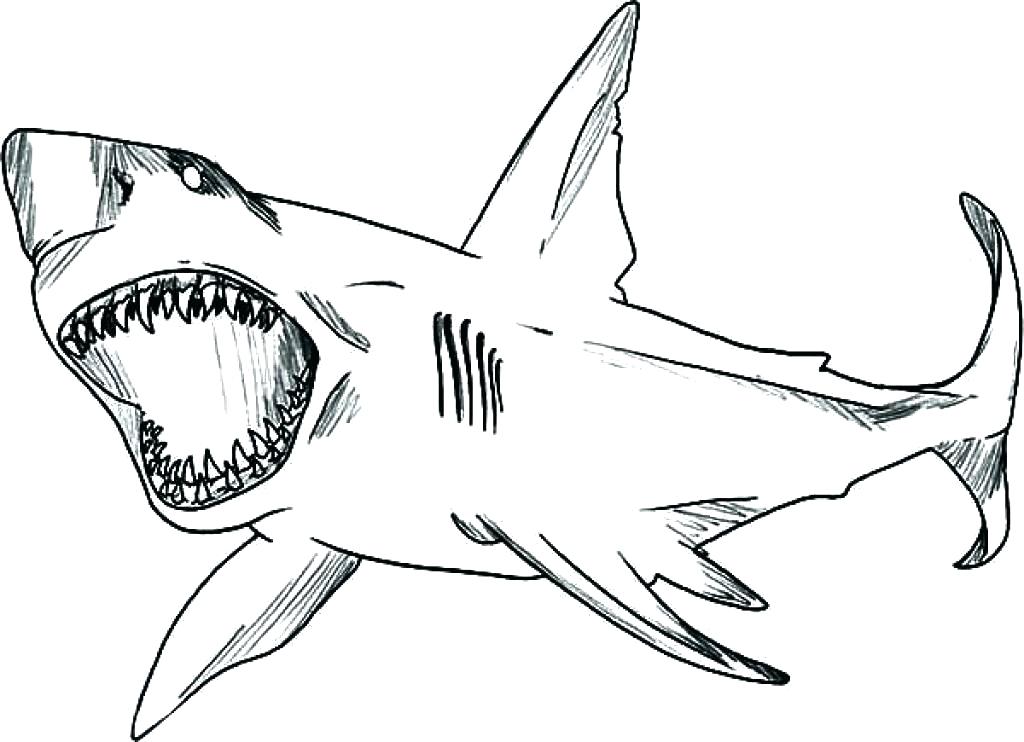 1024x742 Hammerhead Shark Coloring Page Shark Coloring Pages Printable