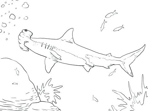 480x360 Great Hammerhead Shark Coloring Page Free Printable Coloring Pages
