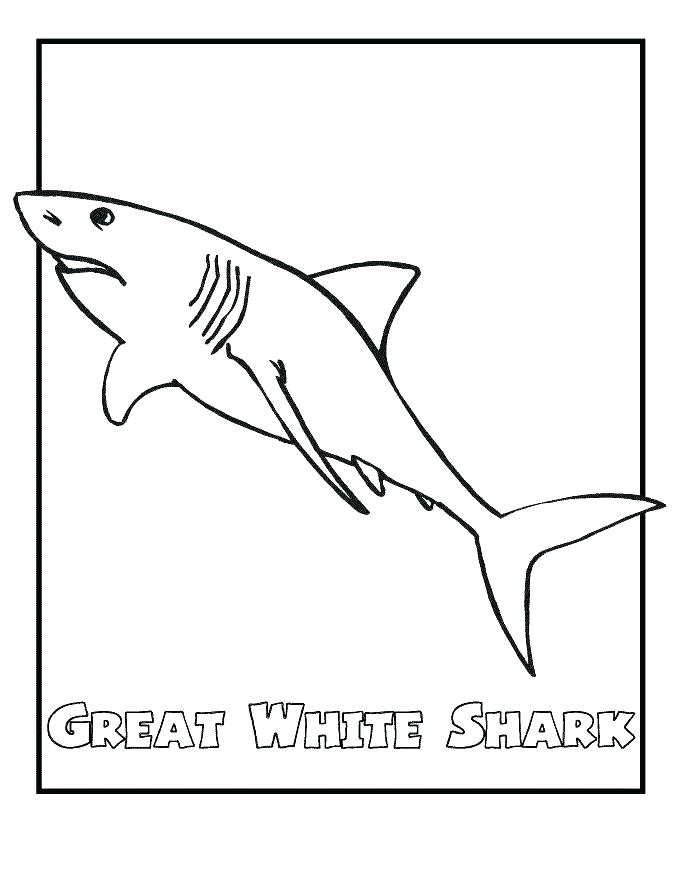 680x880 Hammerhead Shark Coloring Page Bell Printable Tiger Shark Coloring