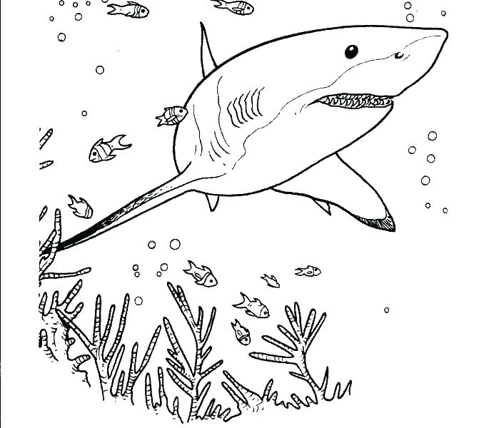 678x600 Shark Coloring Pages Printable Great White Shark Coloring Pages