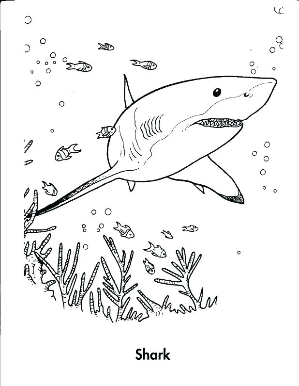 618x796 Coloring Page Shark Gallery Of Shark Coloring Pages Pictures