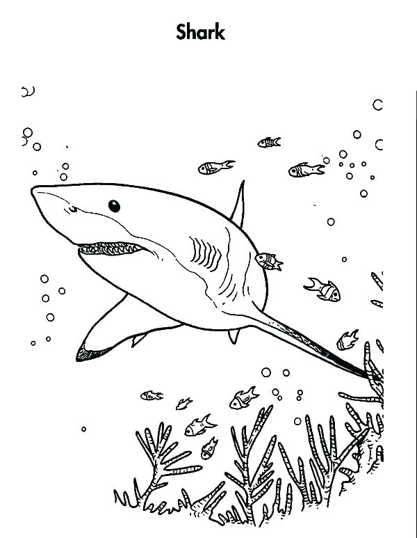 600x773 Shark Printable Coloring Pages