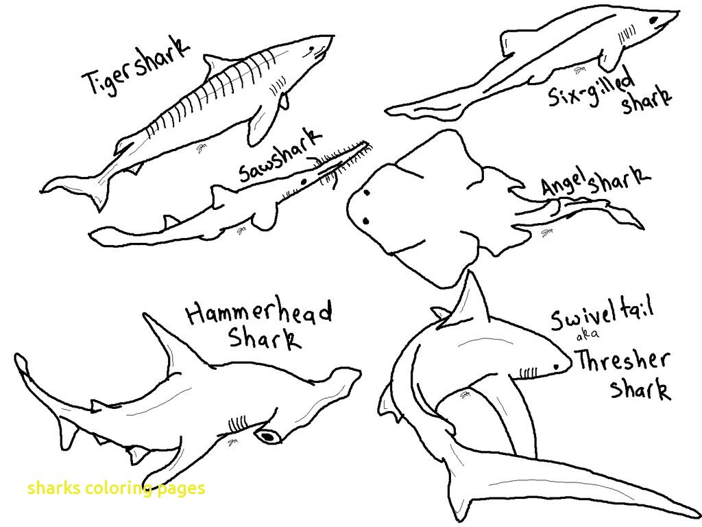 1024x768 Rare Shark Teeth Coloring Pages Sharks With To Print Printable