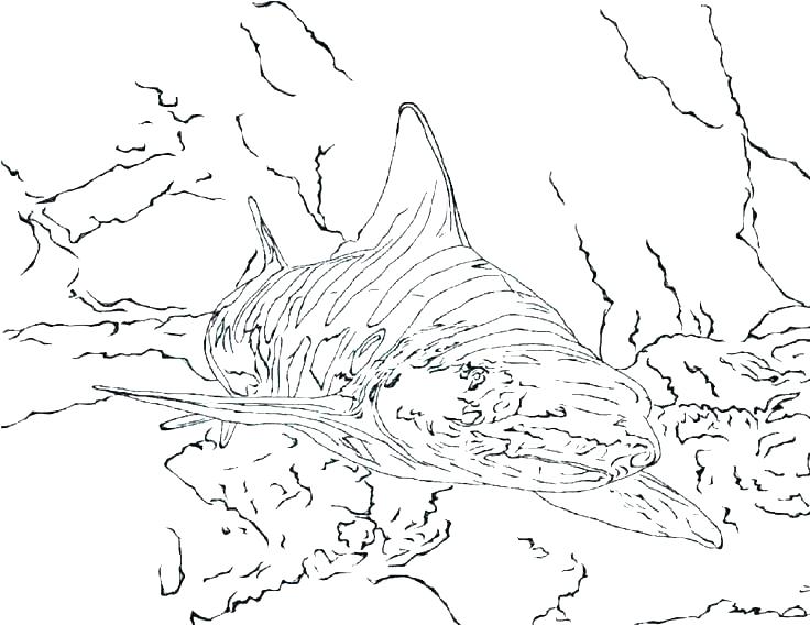 736x568 Coloring Page Of A Shark Great White Shark Great White Shark