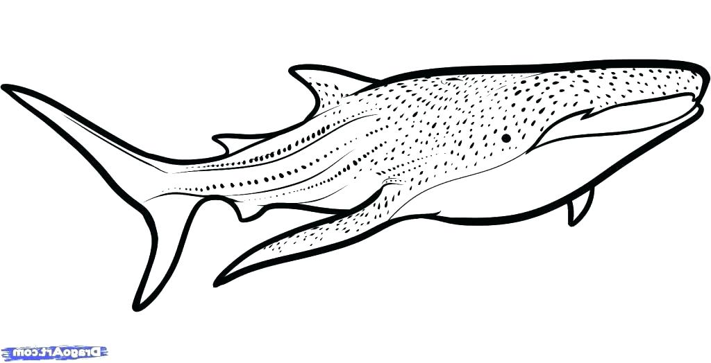 1024x524 Coloring Page Of A Shark Modern Ideas Coloring Pages Sharks Sharks