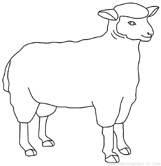 650x670 Sheep Coloring Pages Preschool